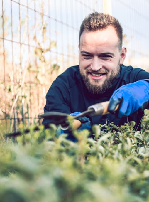 Gardener cutting hedge with garden shears