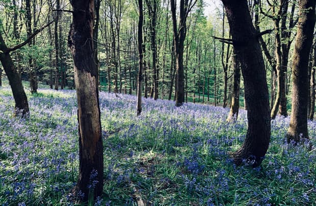 Tree meadows with sunlight