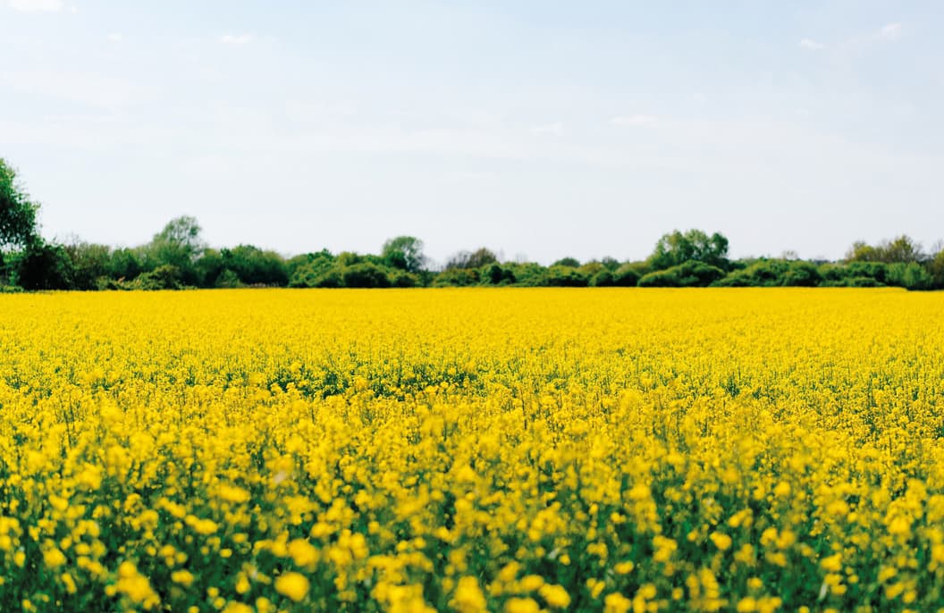 Field of dandilion flowers