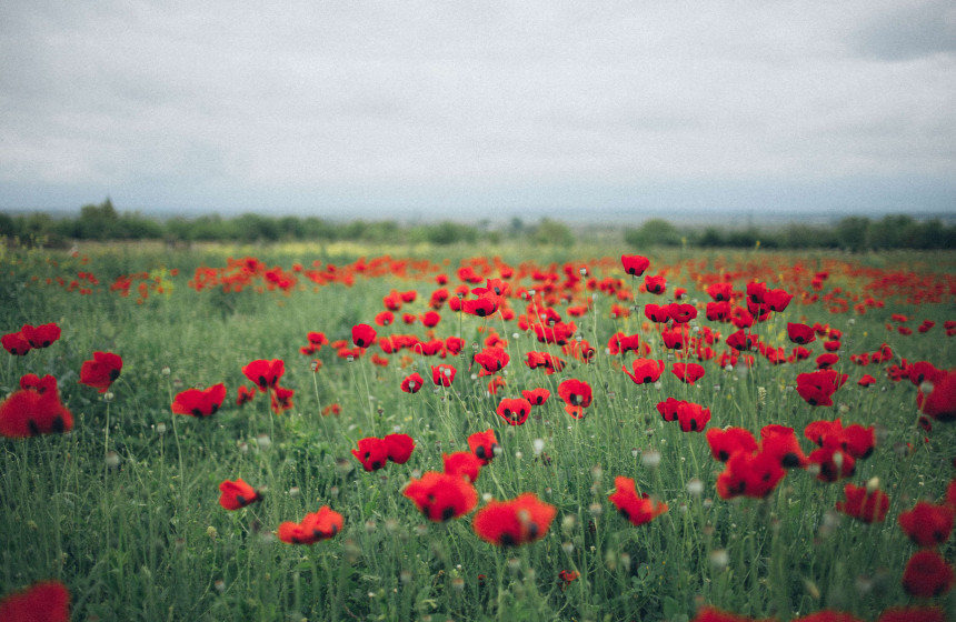 An image of a poppy field to represent remembrance Sunday in Burnham on Crouch.